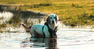 Dog under water with Smart compass by Lynq