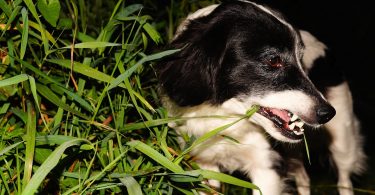 Searching dog at night