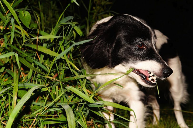 Searching dog at night