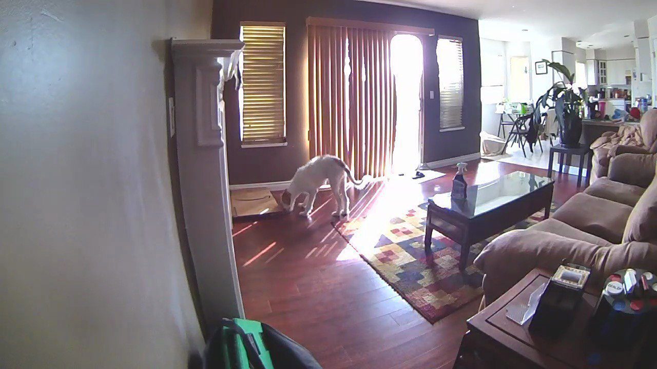 Watching my dog via Petcube Bites 2 camera