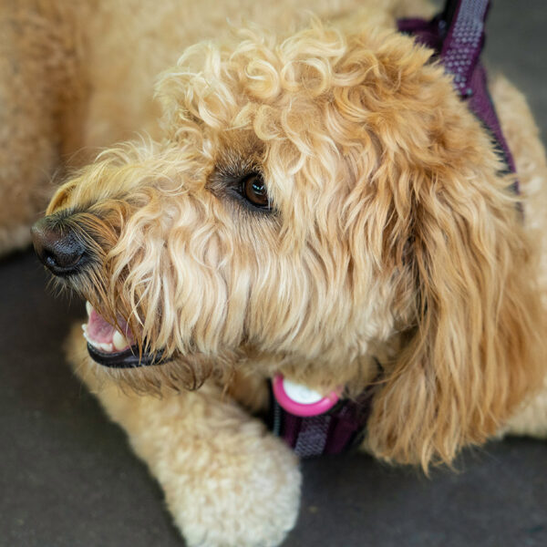 AirTag Dog Collar: Why It Falls Short and the Better Dog Tracking Options in 2026