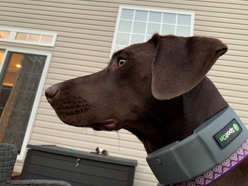 SpotOn Best Dog GPS Collar