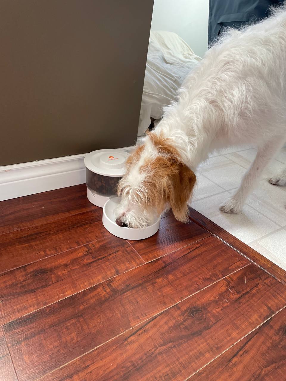 My dog is getting used to Dogcare Automatic Dog Feeder