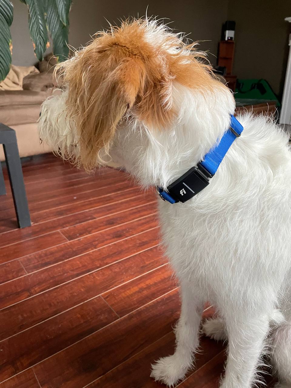 The large size of Fi Series 3 collar fits my dog