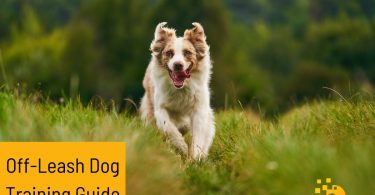 off-leash-dog-training guide