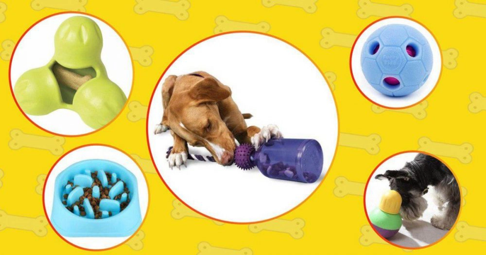 Dog gadget like interactive you helps dog increase IQ and keep them busy