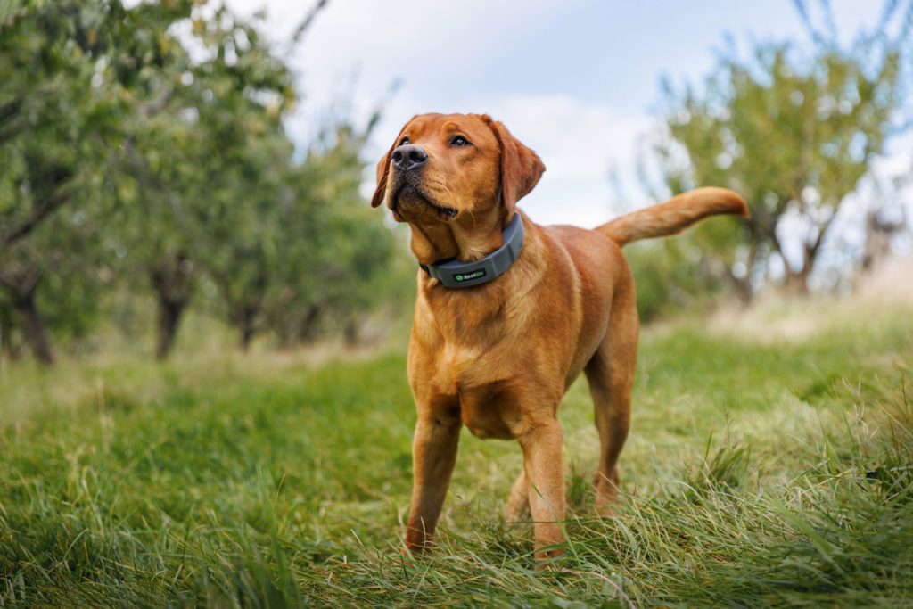 Brown dog wearing a SpotOn dog GPS collar