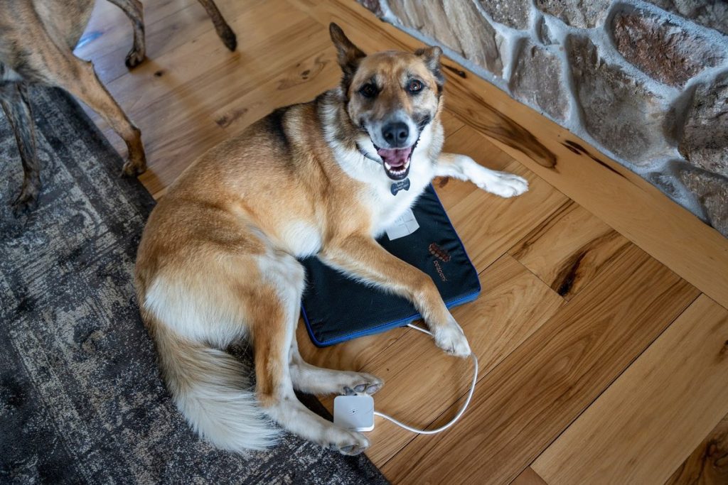 Have you heard of Petspemf? It's a PEMF device made just for dogs and cats, and it's absolutely amazing! 