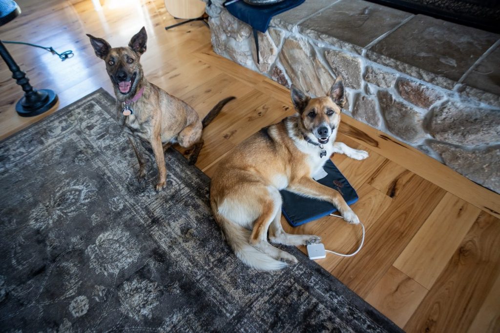 Two senior dogs using the Petspemf PEMF mat