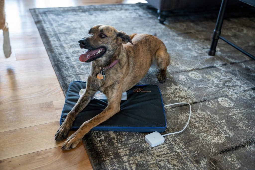 Brindle dog laying on a Petspemf mat