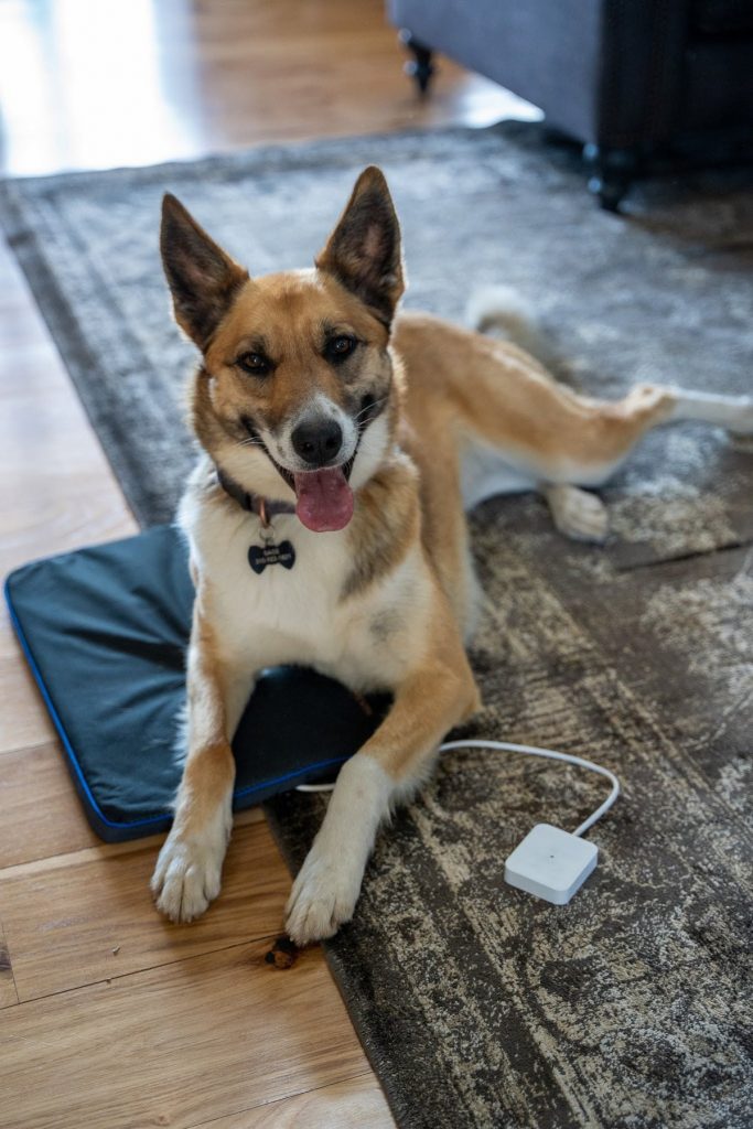 A dog with arthritis getting natural pain relief from a PEMF mat for pets. 