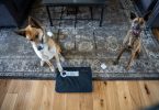 Petspemf PEMF mat for pets review