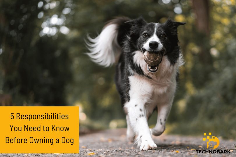 The Top 5 Responsibilities You Need to Know Before Owning a Dog