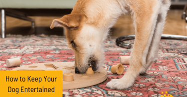 Discover practical and creative ways to keep your dog entertained even if you're busy. Ensure your furry friend stays happy & engaged throughout the day! 🐶