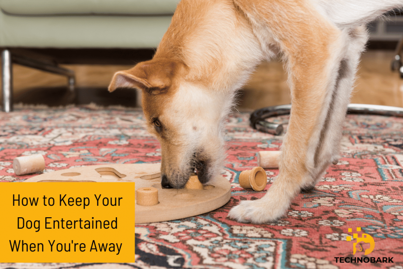 Discover practical and creative ways to keep your dog entertained even if you're busy. Ensure your furry friend stays happy & engaged throughout the day! 🐶