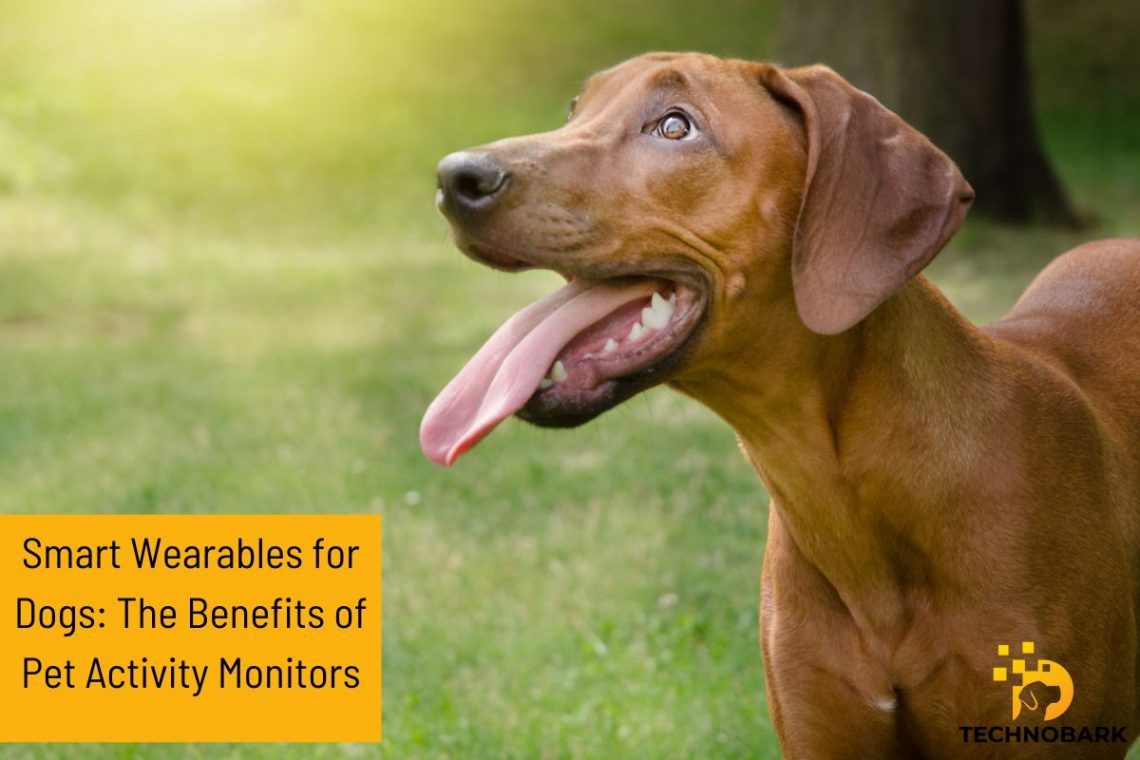 Smart Wearables for Dogs: The Benefits of Pet Activity Monitors
