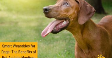Smart Wearables for Dogs: The Benefits of Pet Activity Monitors