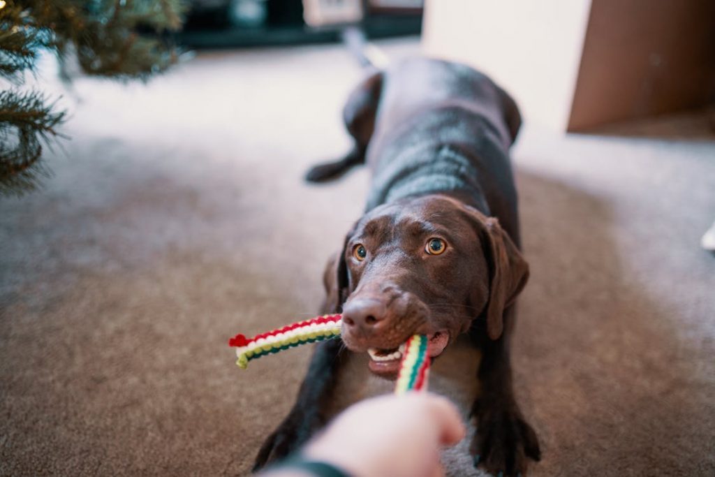 A cute chocolate lab plays with a traditional rope dog toy