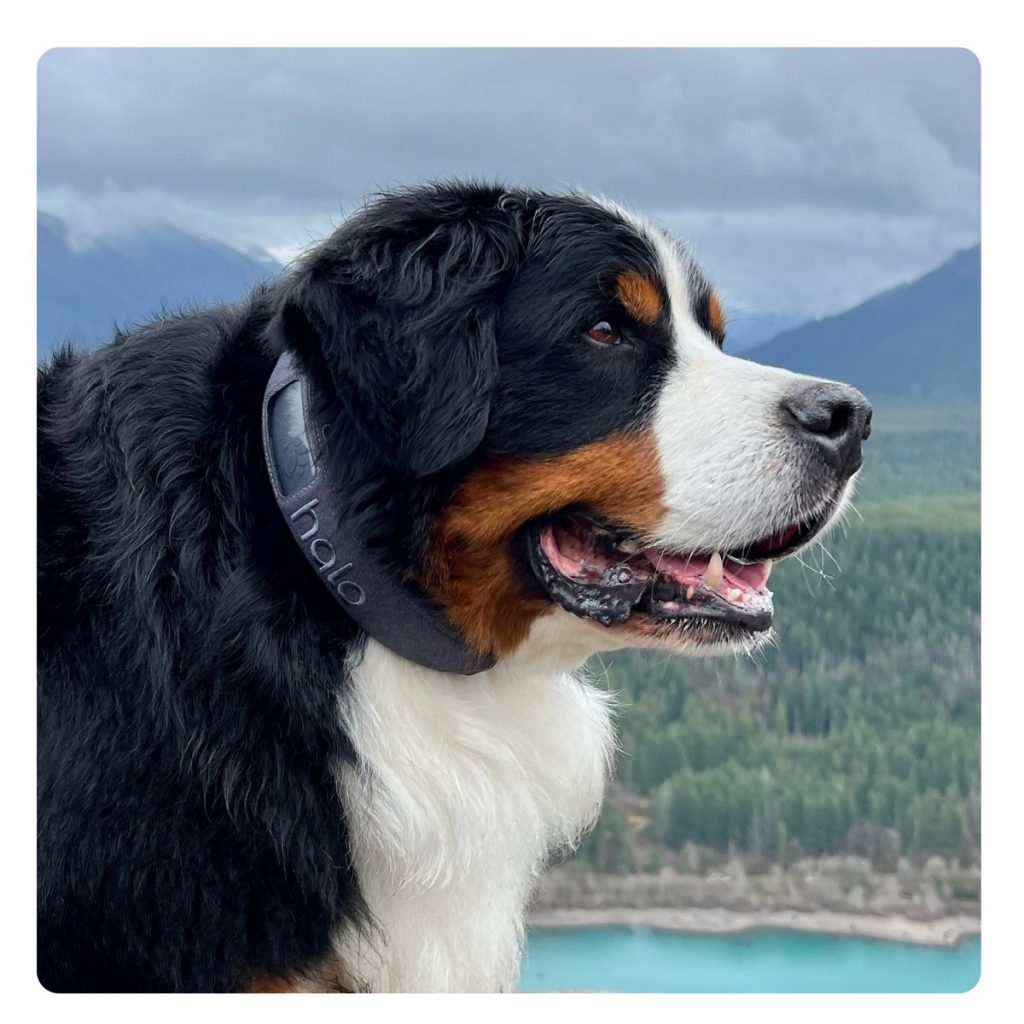 The Halo comes in sizes large enough to fit even a Saint Bernard!