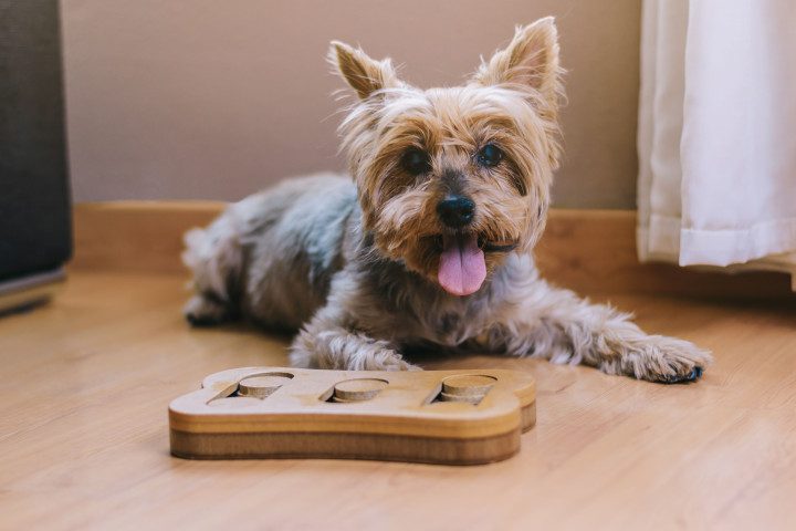 dog toys for when you're not home