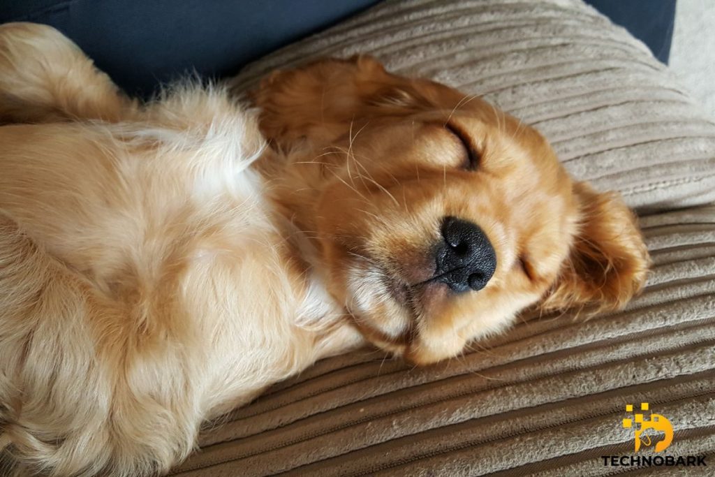 A dog sleep tracker monitors the sleeping habits of a golden retriever puppy