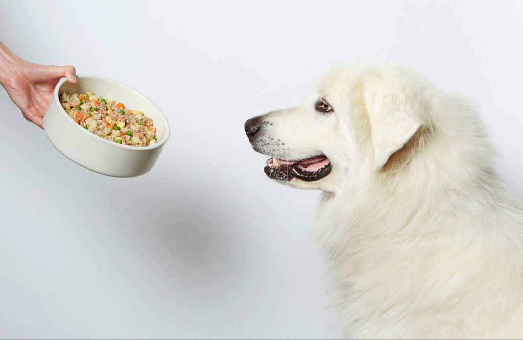 High End Dog Products: Nom Nom is one of the best premium dog food brands 