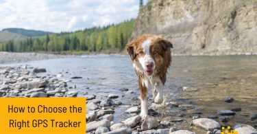 Discover the ultimate guide to selecting the best GPS tracker for your dog. Learn which features matter most & how to choose wisely!