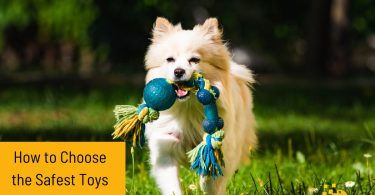 How to Choose the Safest Toys for Your Dog