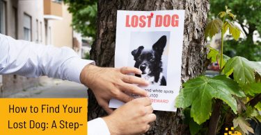 How to Find Your Lost Dog