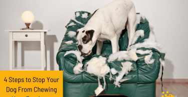 4 Simple Steps to Prevent Your Dog From Chewing Up Your Furniture