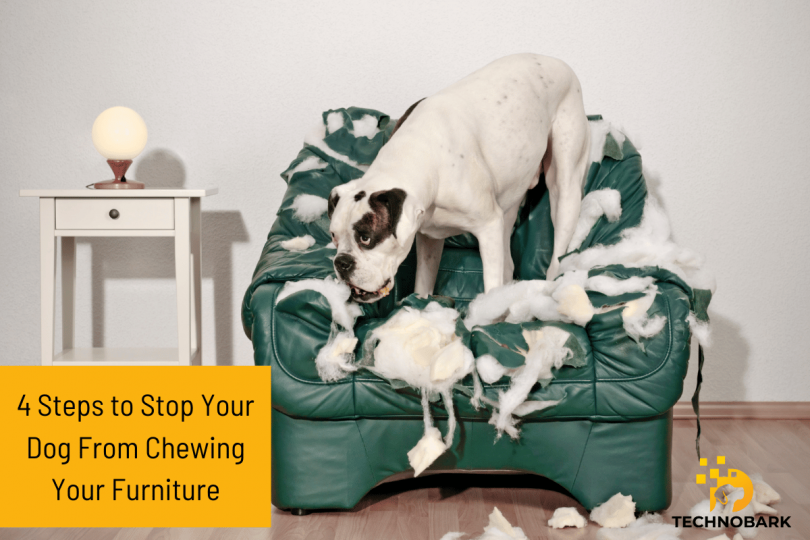 4 Simple Steps to Prevent Your Dog From Chewing Up Your Furniture
