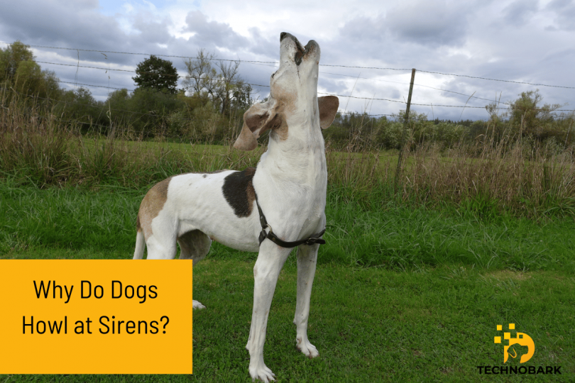 Why Dogs Howl at Sirens