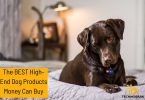 The Best High-End Dog Products That Money Can Buy