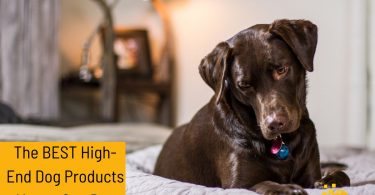 The Best High-End Dog Products That Money Can Buy