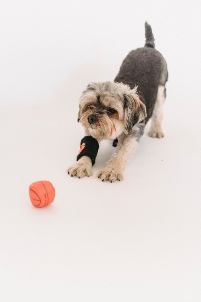 Small purebred Yorkshire Terrier playing with ball