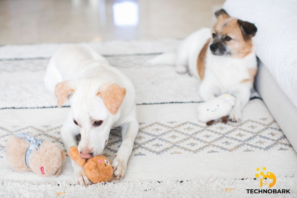 5 Tips for Choosing the Safest Toys for Your Dog
