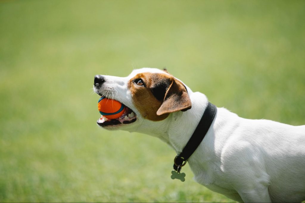 Dog in black collar with ball in teeth