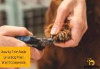 How to Gently Trim Your Dog's Nails When She Won't Cooperate
