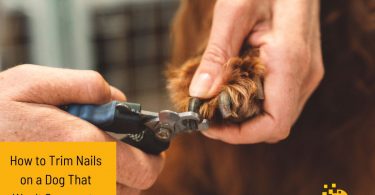 How to Gently Trim Your Dog's Nails When She Won't Cooperate