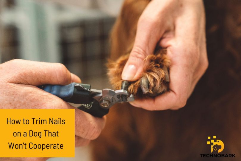 How to Gently Trim Your Dog's Nails When She Won't Cooperate