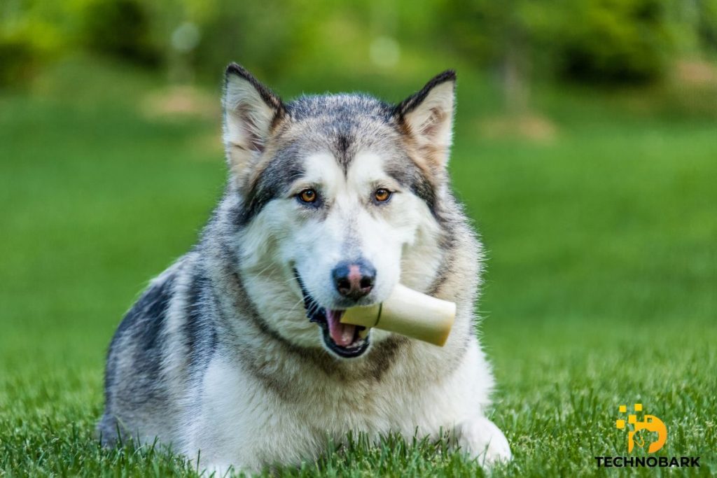 husky chewing on a dog bone that his owner gave him to help prevent furniture chewing