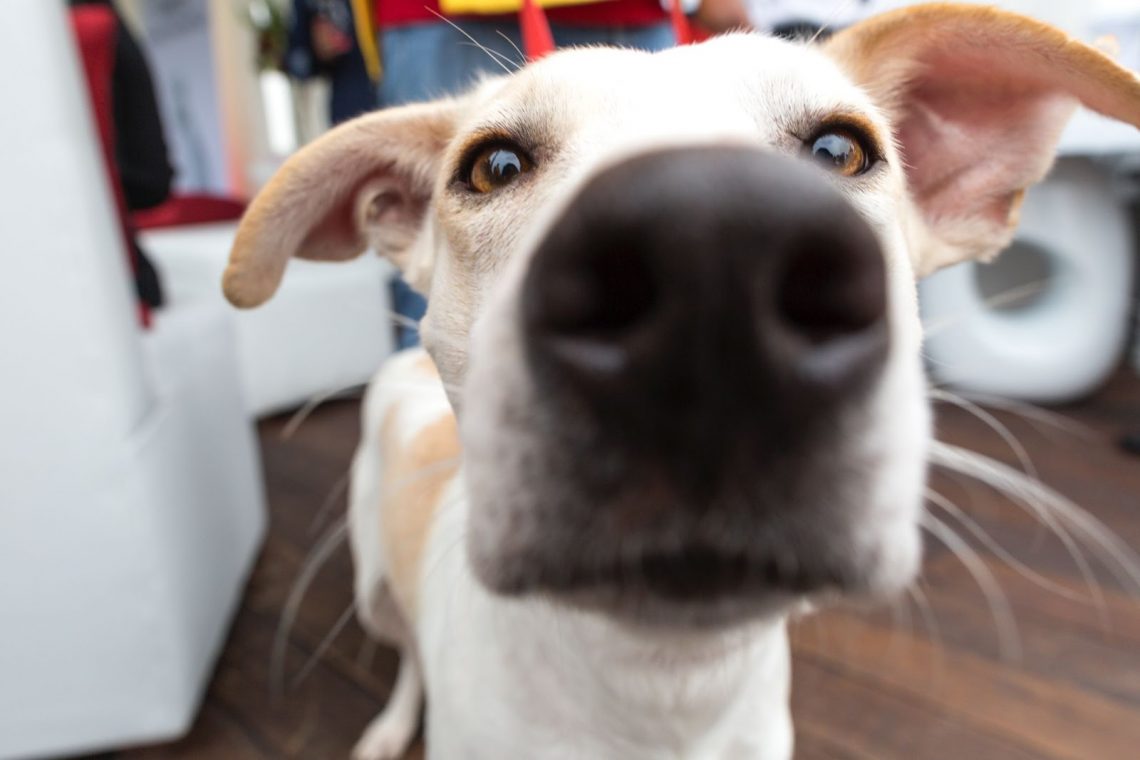 How to Monitor Your Dog's Activities with a Remote Control Pet Camera