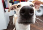 How to Monitor Your Dog's Activities with a Remote Control Pet Camera
