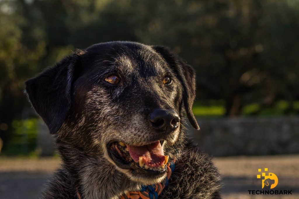 Why Soft Food May Be Better for Older Dogs