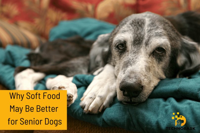 Why Soft Food May Be Better for Older Dogs: Benefits and Tips