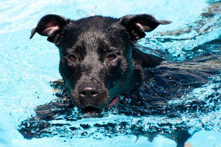 A black lab swims while wearing a waterproof GPS tracker