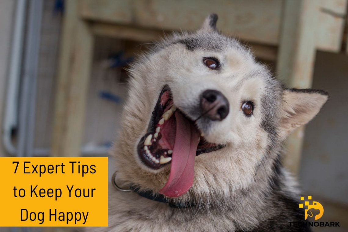 Discover 7 expert tips to keep your furry friend wagging their tail with happiness. Create a joyful and fulfilling life for your dog. #DogHappiness