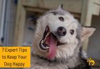 Discover 7 expert tips to keep your furry friend wagging their tail with happiness. Create a joyful and fulfilling life for your dog. #DogHappiness