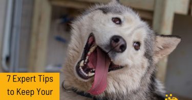 Discover 7 expert tips to keep your furry friend wagging their tail with happiness. Create a joyful and fulfilling life for your dog. #DogHappiness