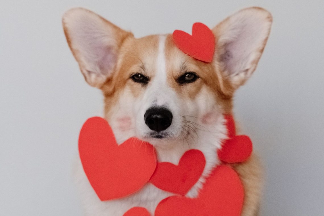 The Essential Guide to Monitoring Your Dog's Heart Rate